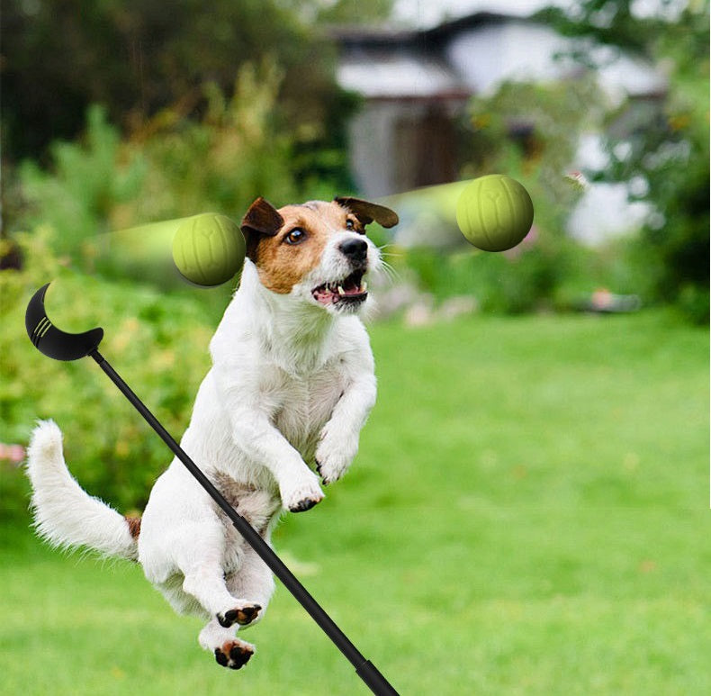 Jack Russell springt naar een bal van de werpstok