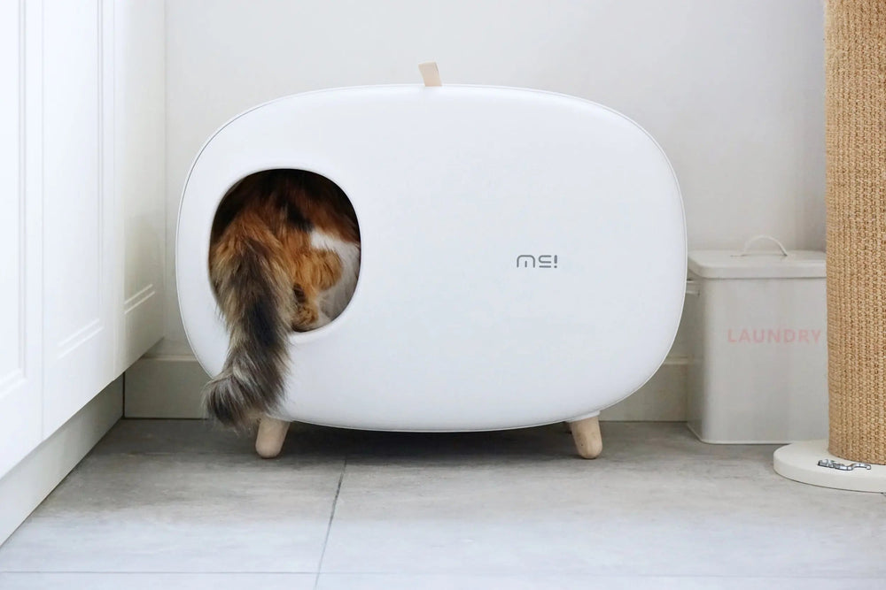 Kat loopt de witte kattenbak in