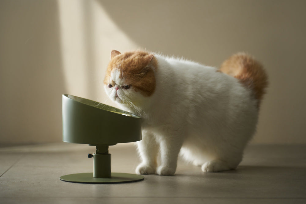 Kat eet uit de gekantelde ComfortFeed