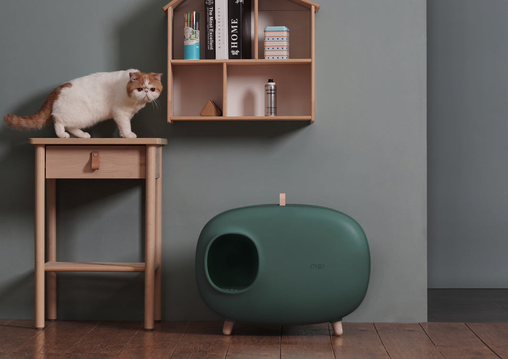 Groene kattenbak in een kamer met een kat op een krukje