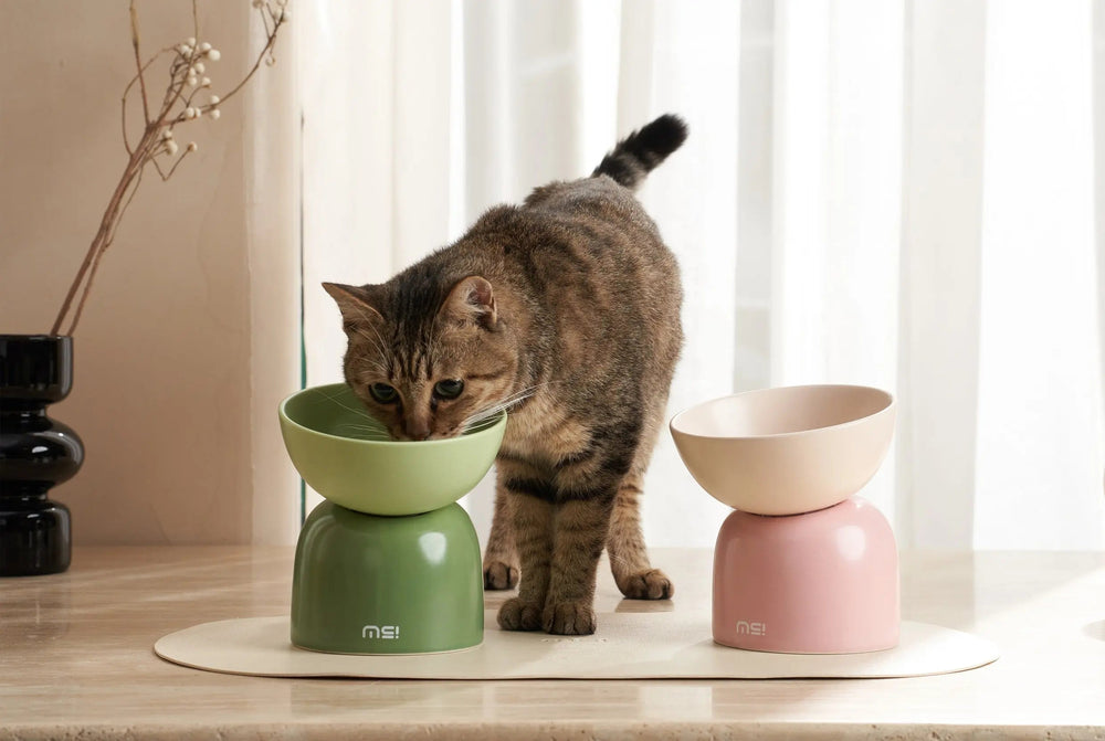 Kat bij de groene en roze verhoogde voerbakken