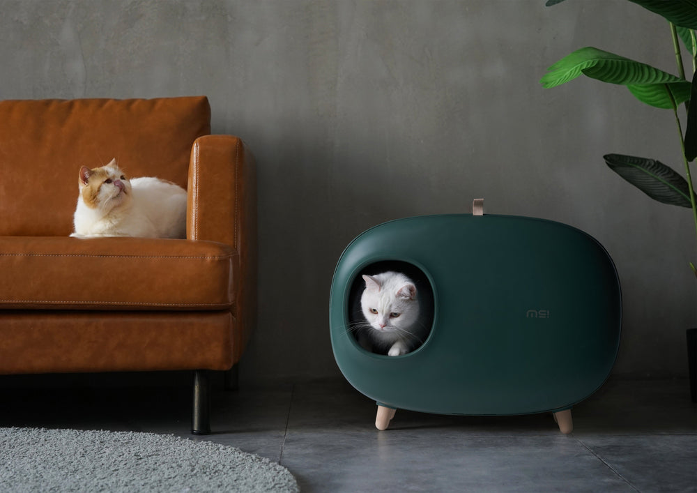 Groene kattenbak in de woonkamer met een kat op de bank
