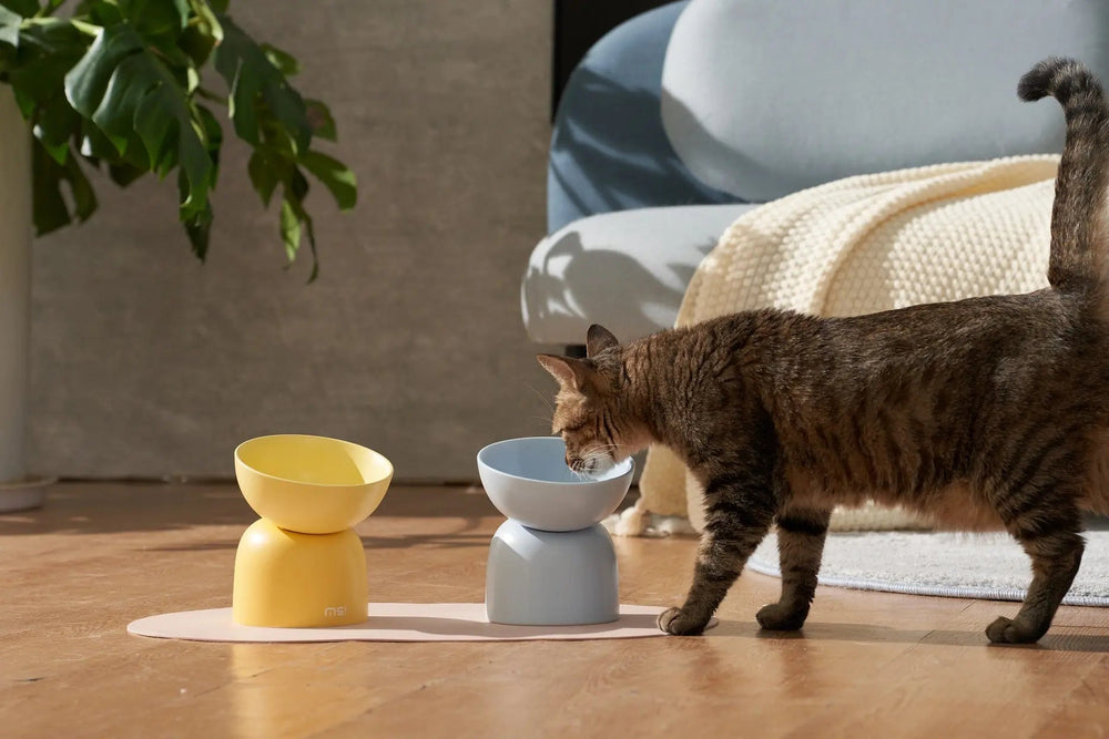 Kat bij verhoogde voerbakken in geel en blauw