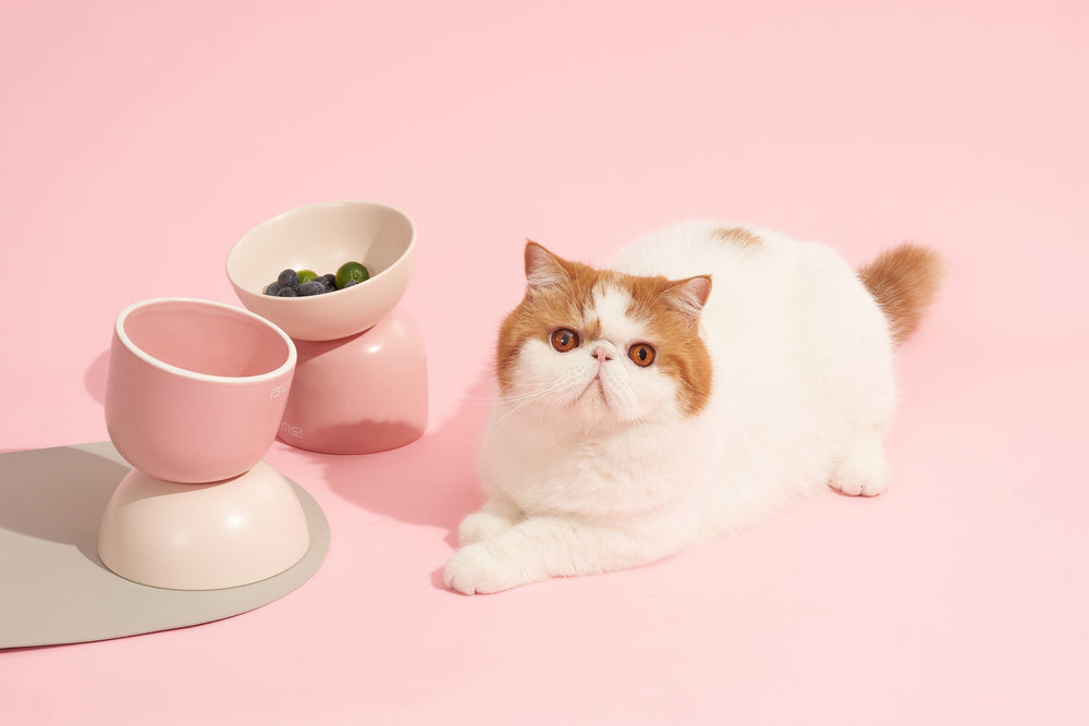 Kat ligt bij twee roze voerbakken