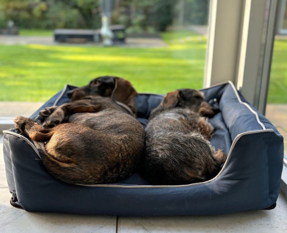 Twee honden slapen in de BASTIAAN-hondenmand oxford