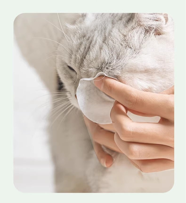 Oog van een kat wordt schoongemaakt met een doekje