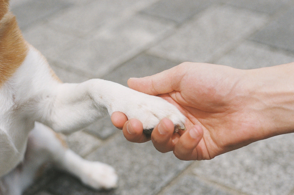 Hand houdt de poot van een hond vast